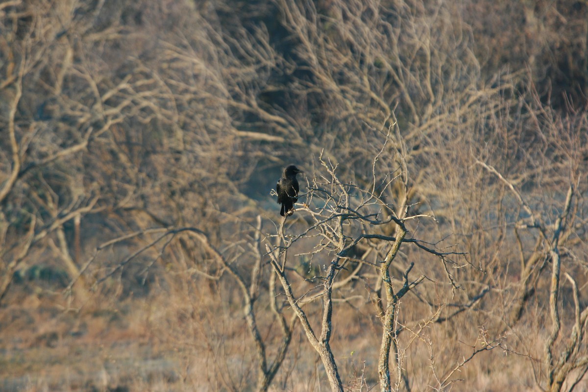 vrána americká - ML646480607