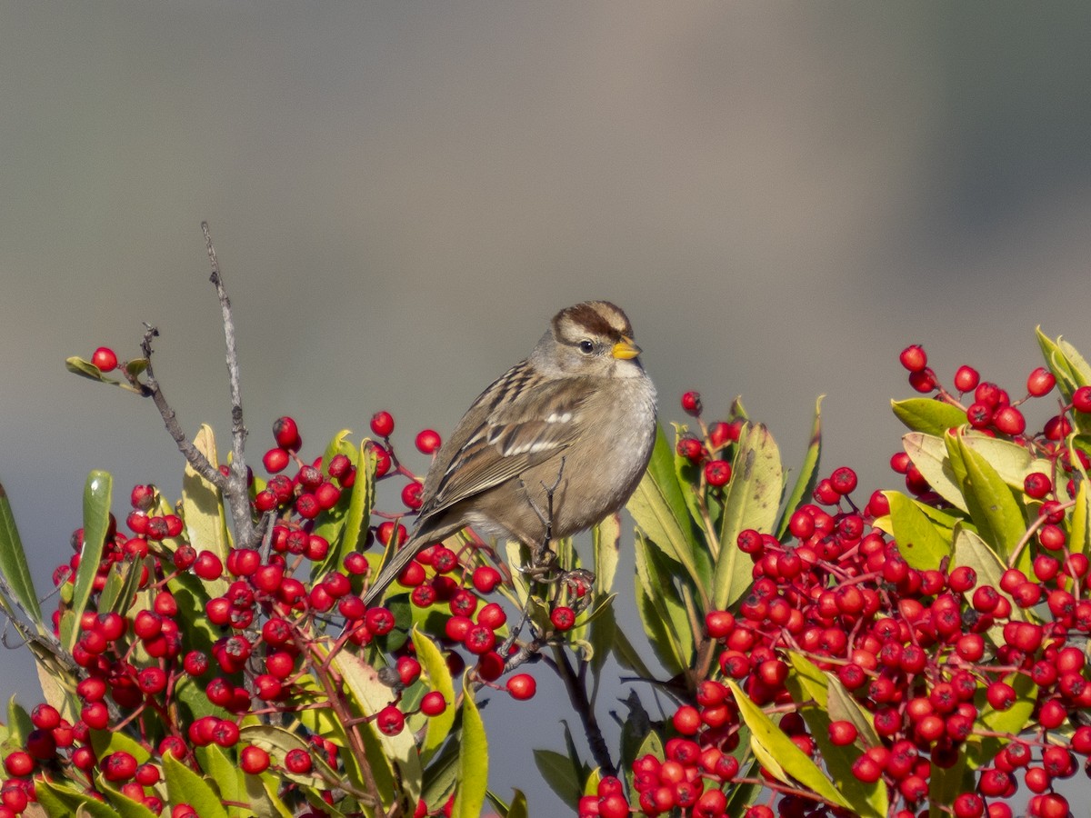 White-crowned Sparrow - ML646480609