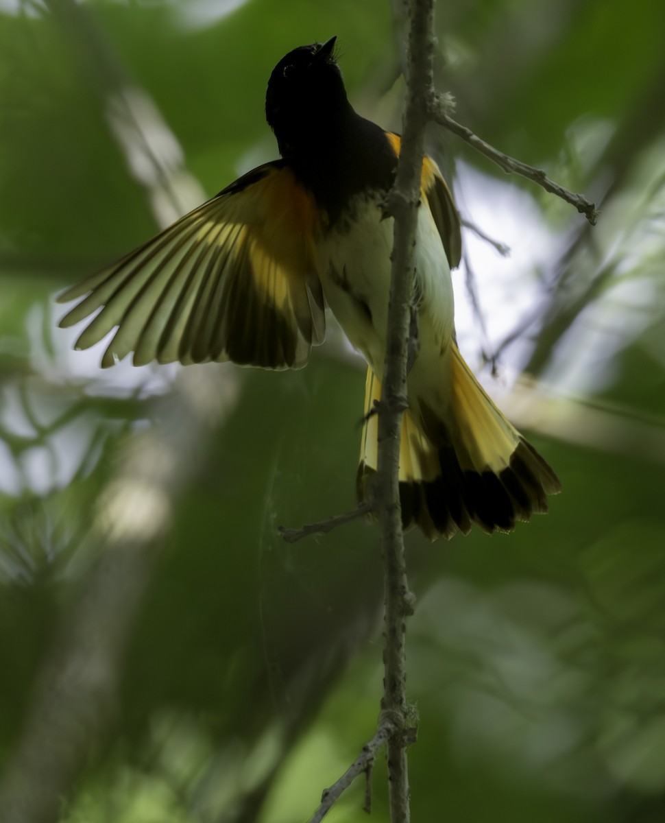 סבכון חכלילי - ML646480610