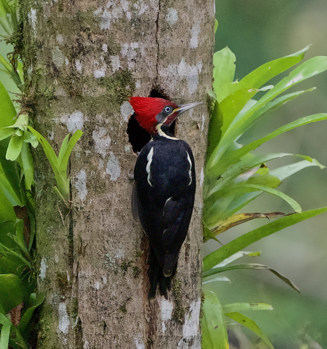 Lineated Woodpecker - ML646480611
