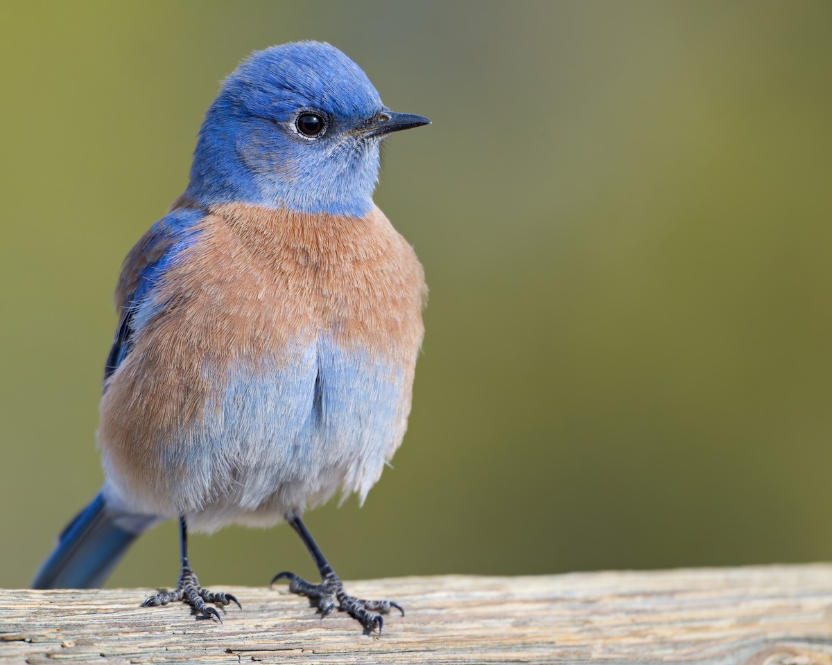 salašník západní - ML646480612