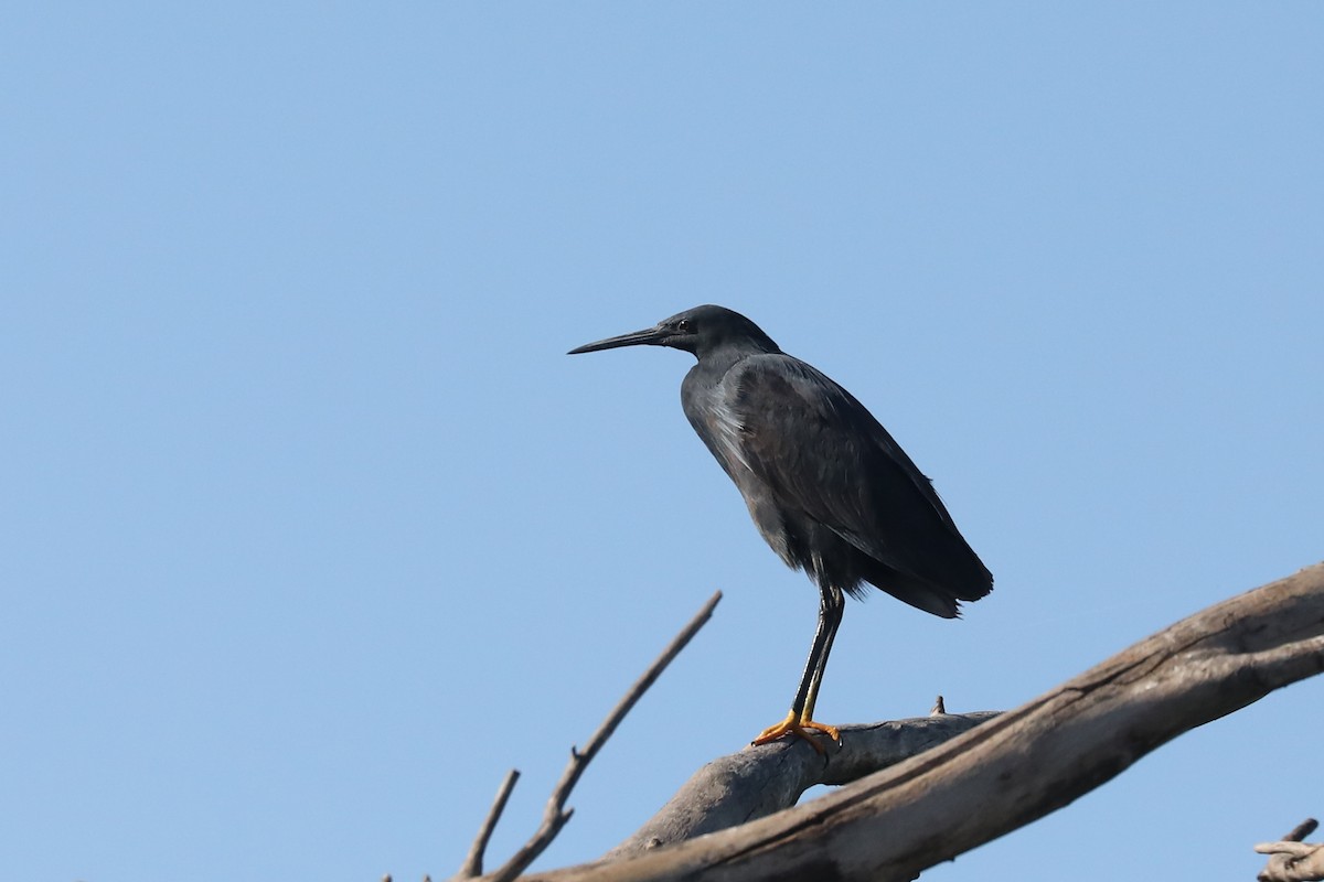 Black Heron - ML646480613