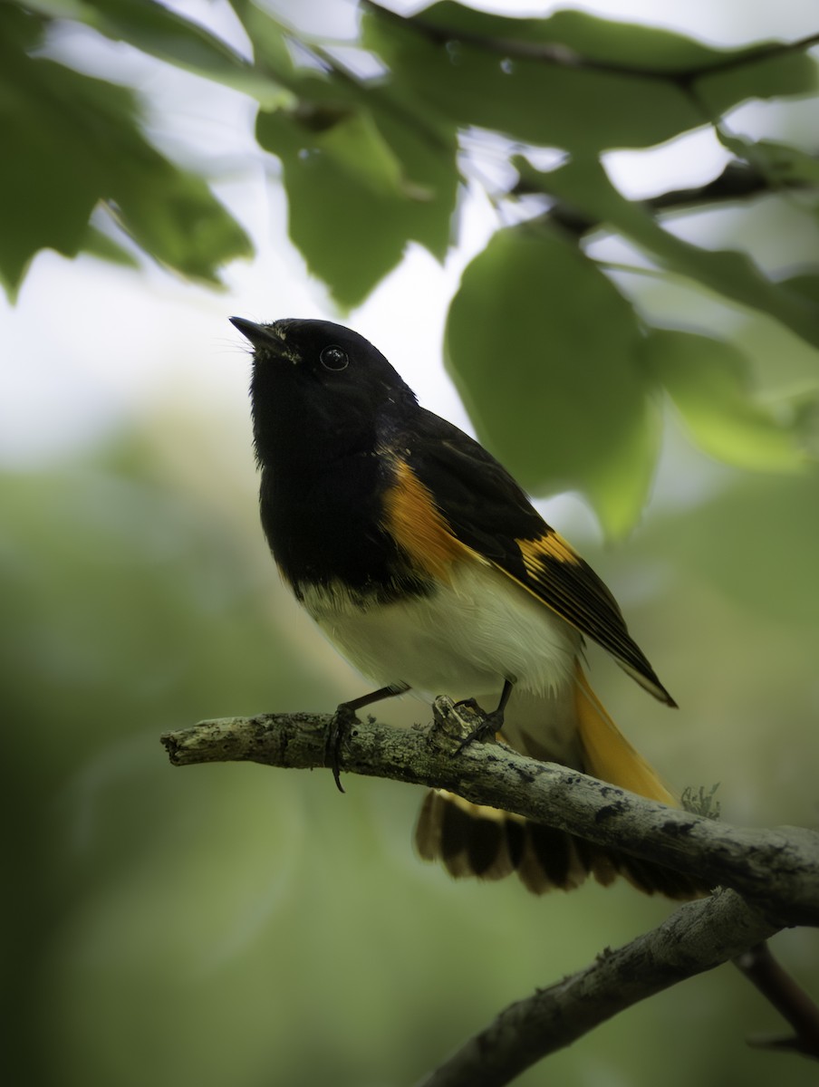 סבכון חכלילי - ML646480615