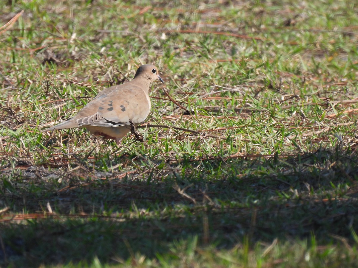 Mourning Dove - ML646480617