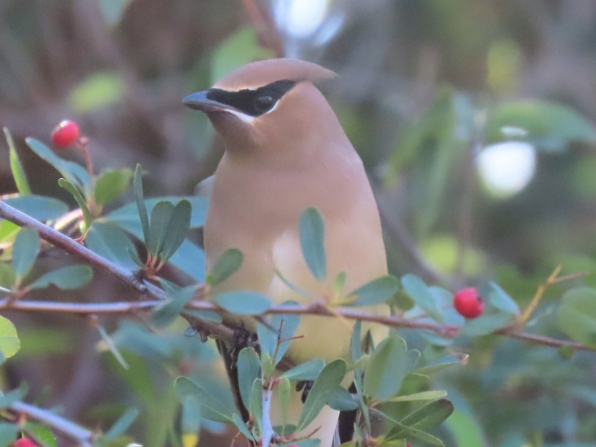 Cedar Waxwing - ML646480618