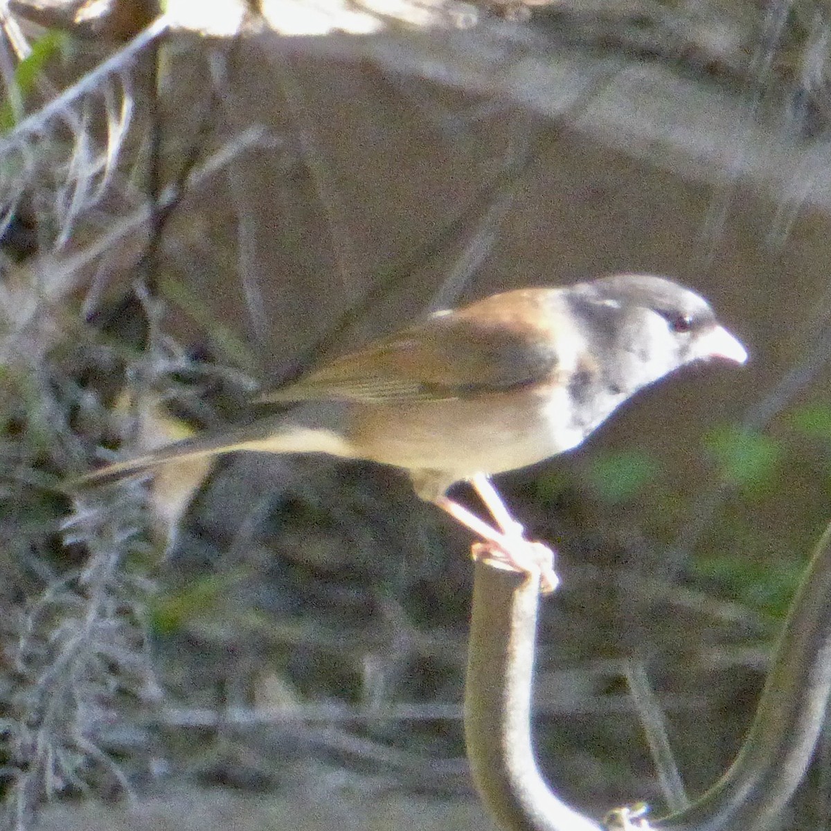 Dark-eyed Junco - ML646480621