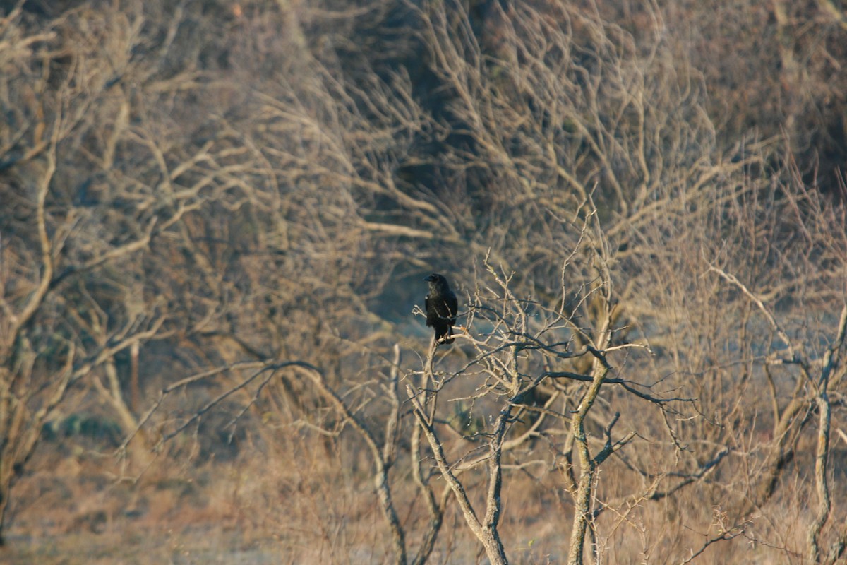 vrána americká - ML646480622