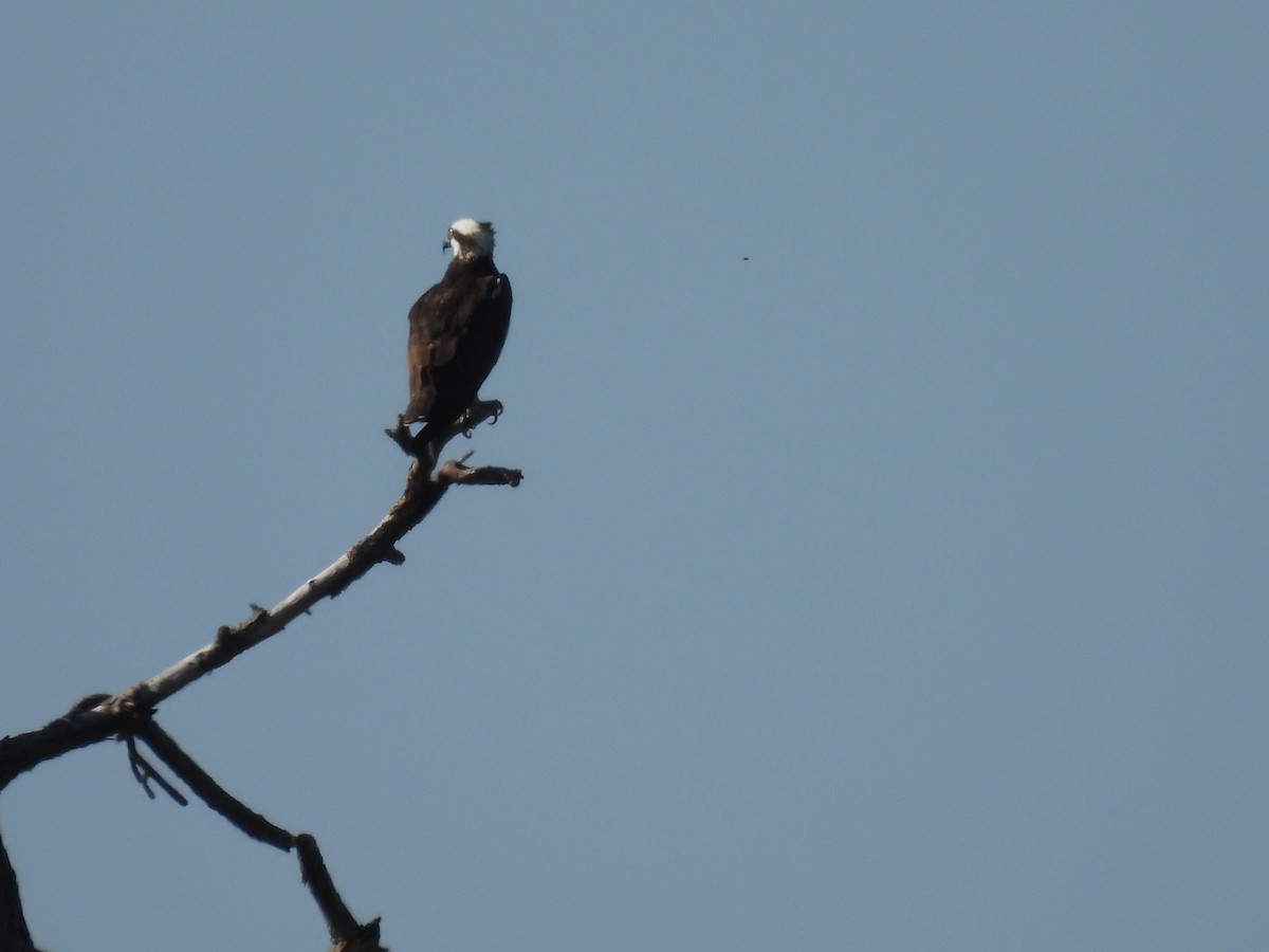 Osprey - ML646480623