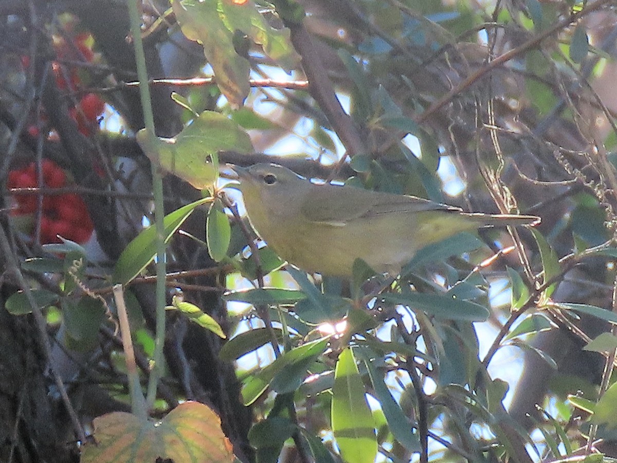 Orange-crowned Warbler - ML646480624