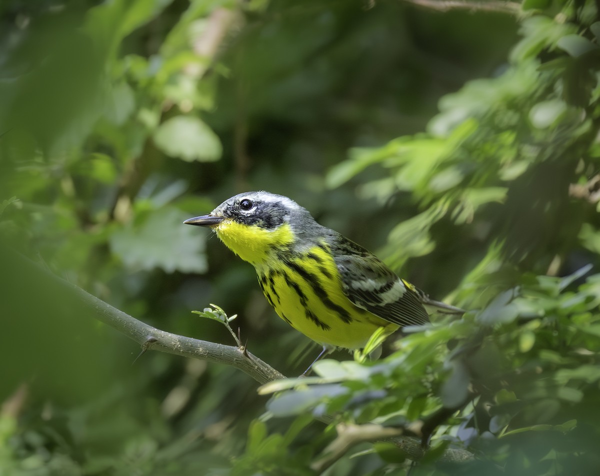 Magnolia Warbler - ML646480628