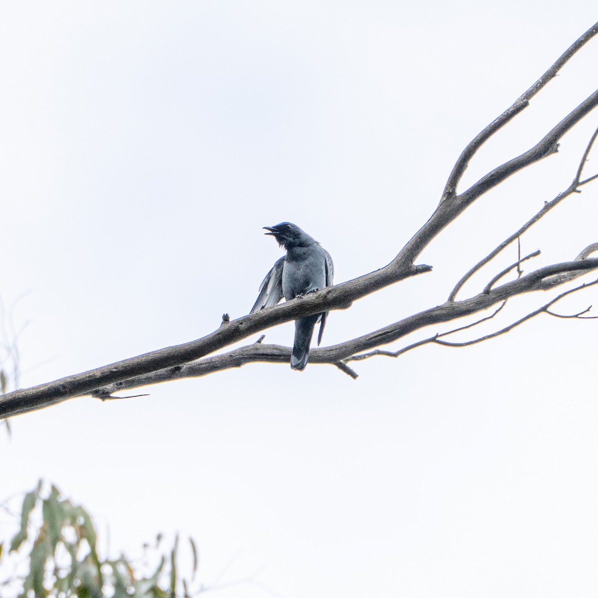 Sahul Cicadabird - ML646480629