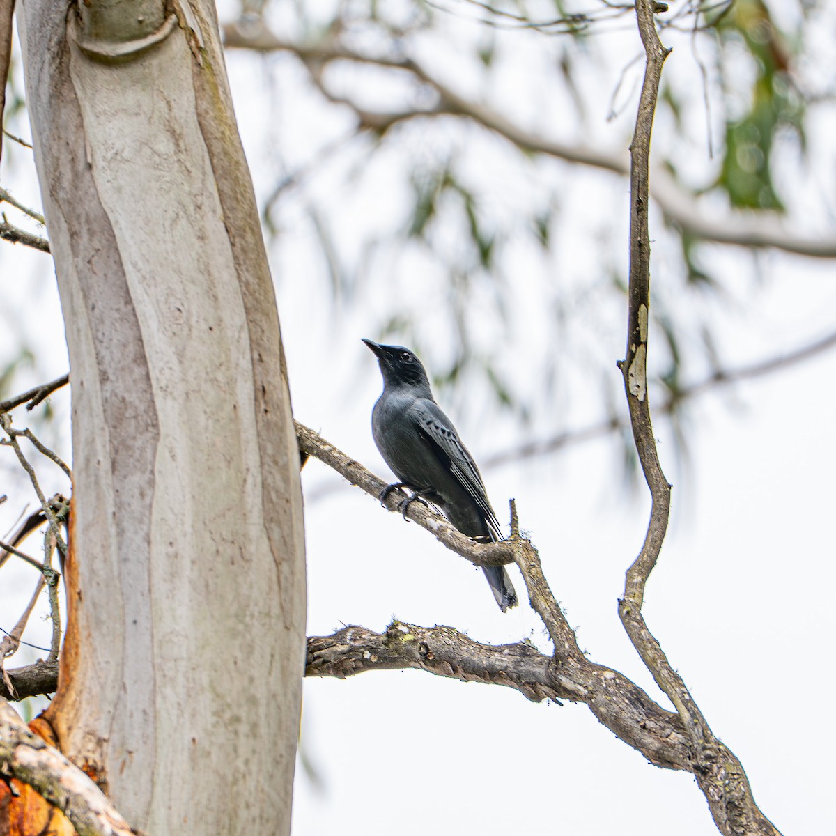 Sahul Cicadabird - ML646480630