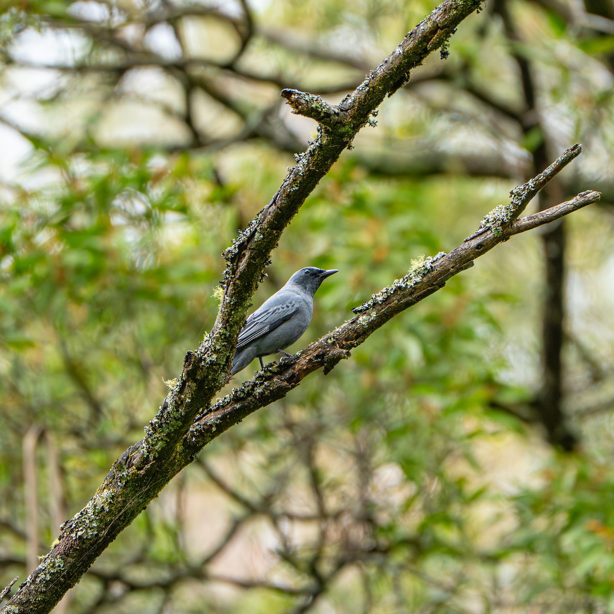 Sahul Cicadabird - ML646480631