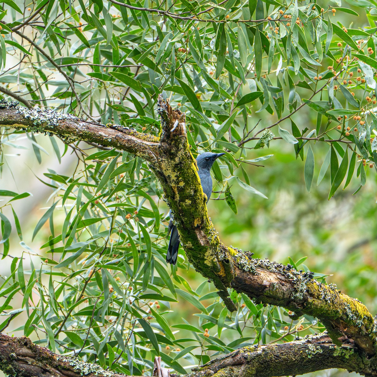 Sahul Cicadabird - ML646480632