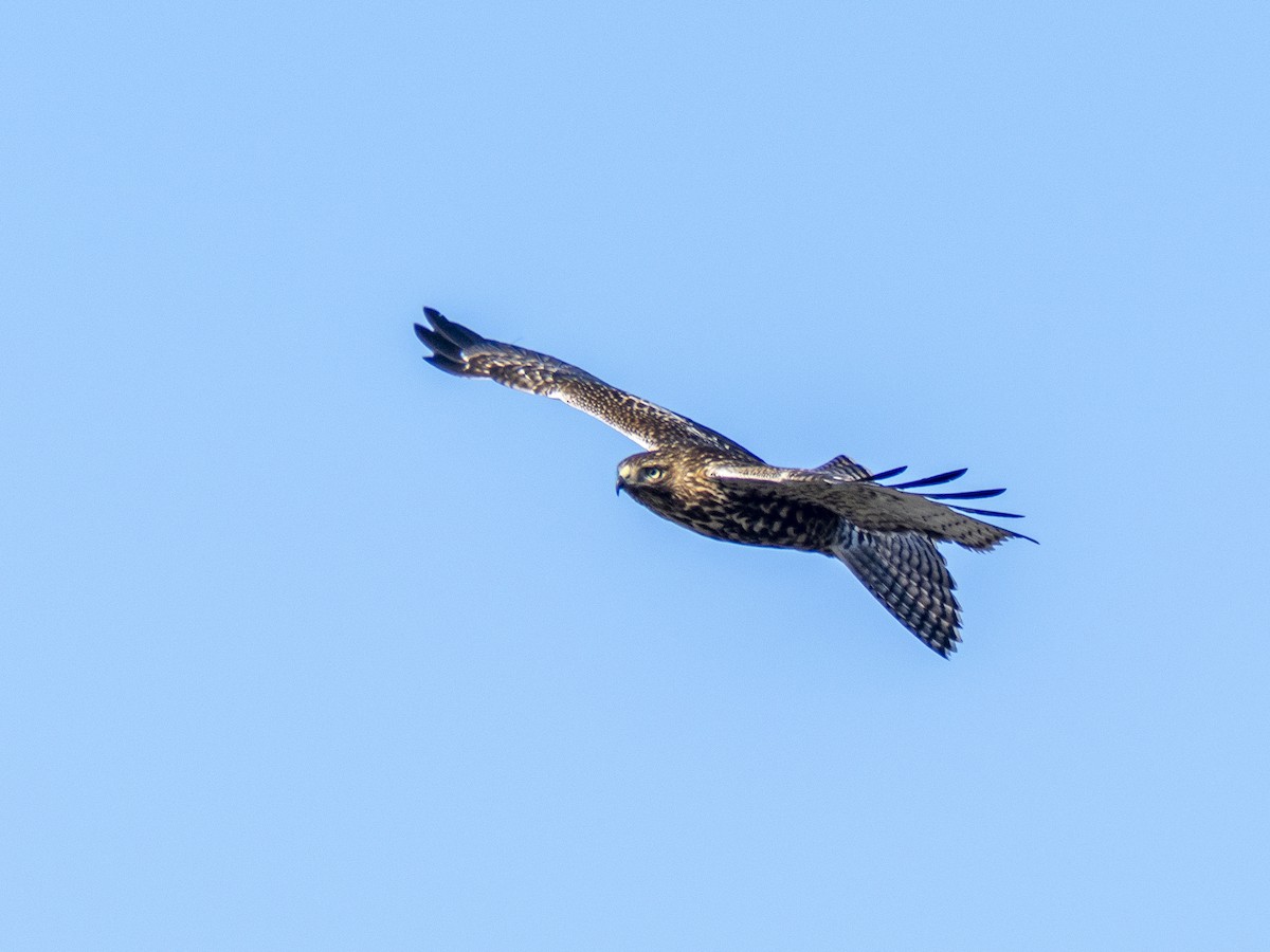 Red-tailed Hawk - ML646480633