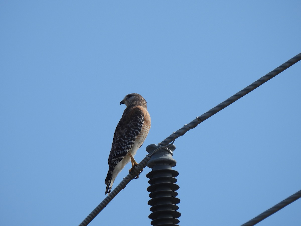 Red-shouldered Hawk - ML646480638