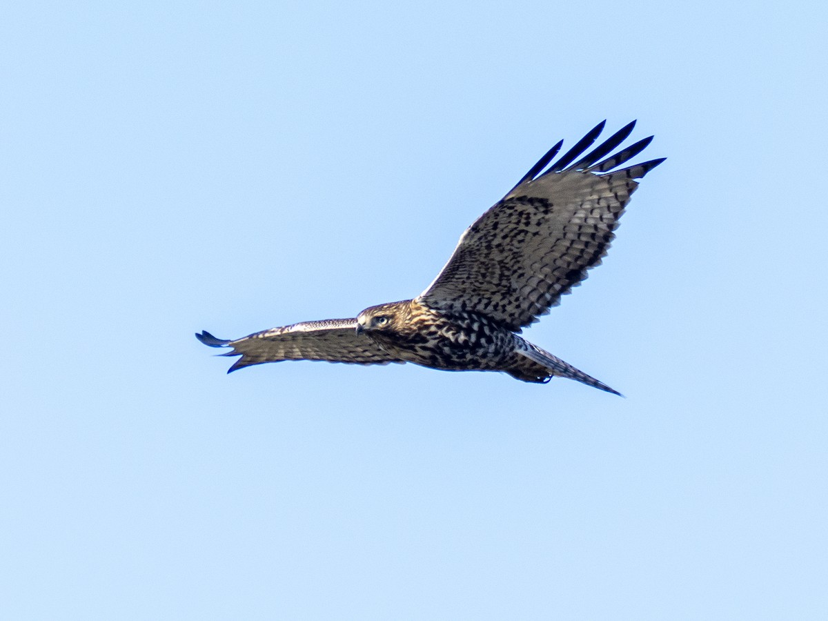 Red-tailed Hawk - ML646480646