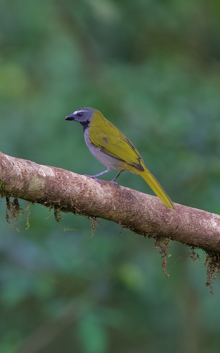 Buff-throated Saltator - ML646480648