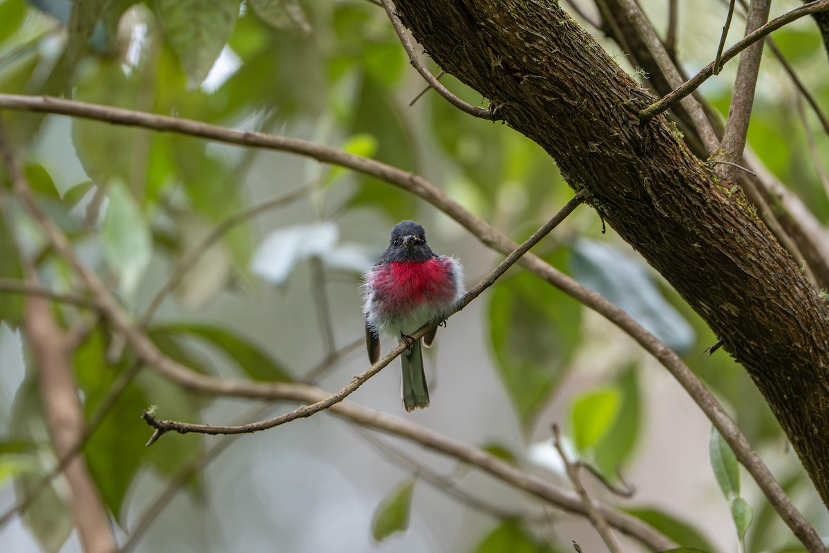 Rose Robin - ML646480659