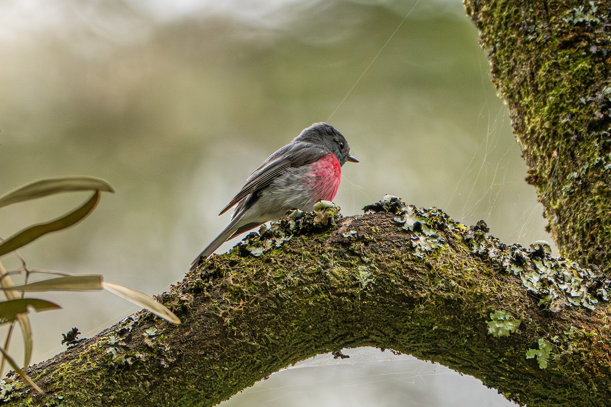 Rose Robin - ML646480660