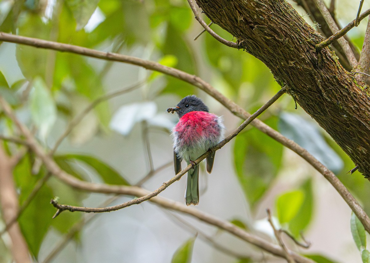 Rose Robin - ML646480661