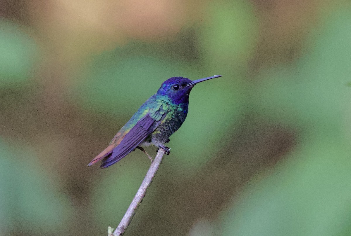 Altın Kuyruklu Zümrüt - ML646480663