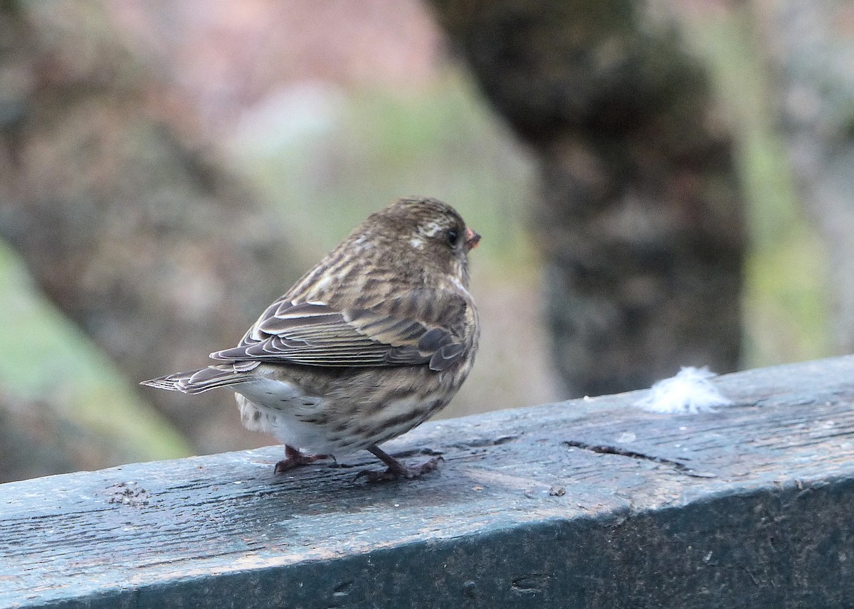 purpurfink - ML646480664