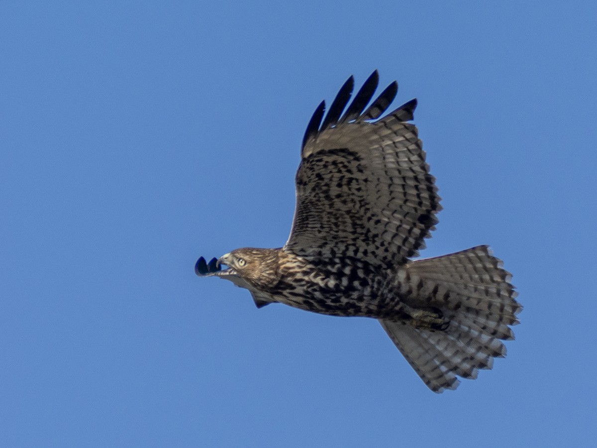 Red-tailed Hawk - ML646480665