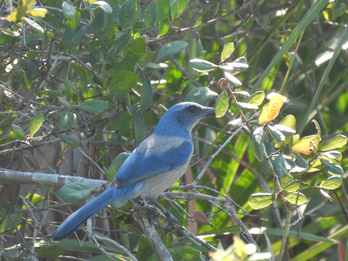 Florida Scrub-Jay - ML646480667