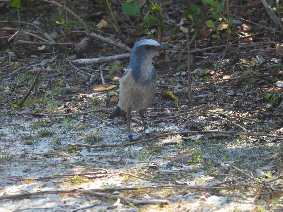 Florida Scrub-Jay - ML646480668