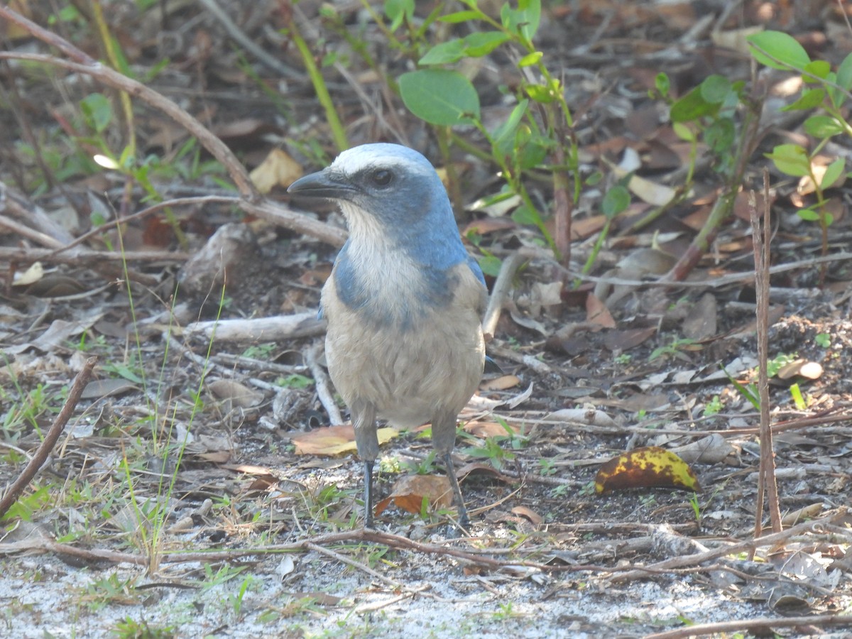 Florida Scrub-Jay - ML646480669