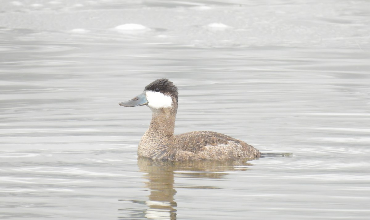 Ruddy Duck - ML646480670