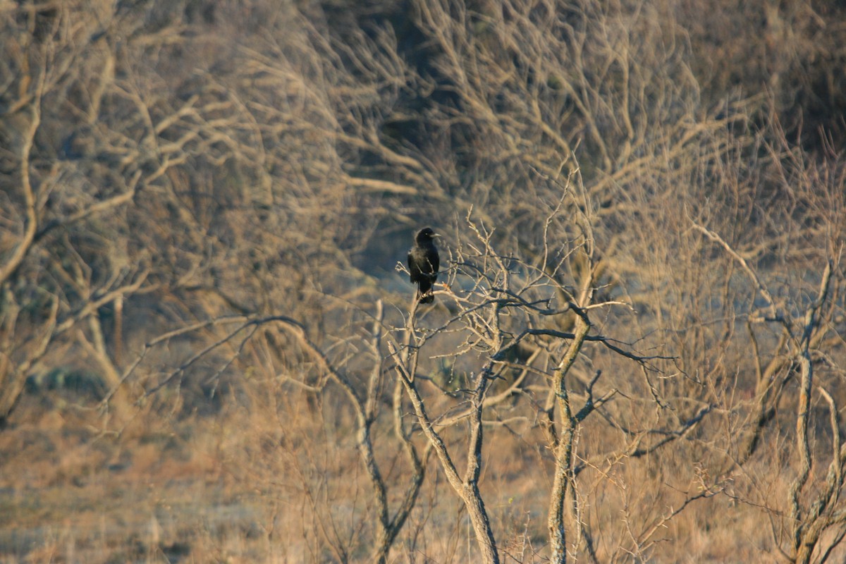 vrána americká - ML646480673