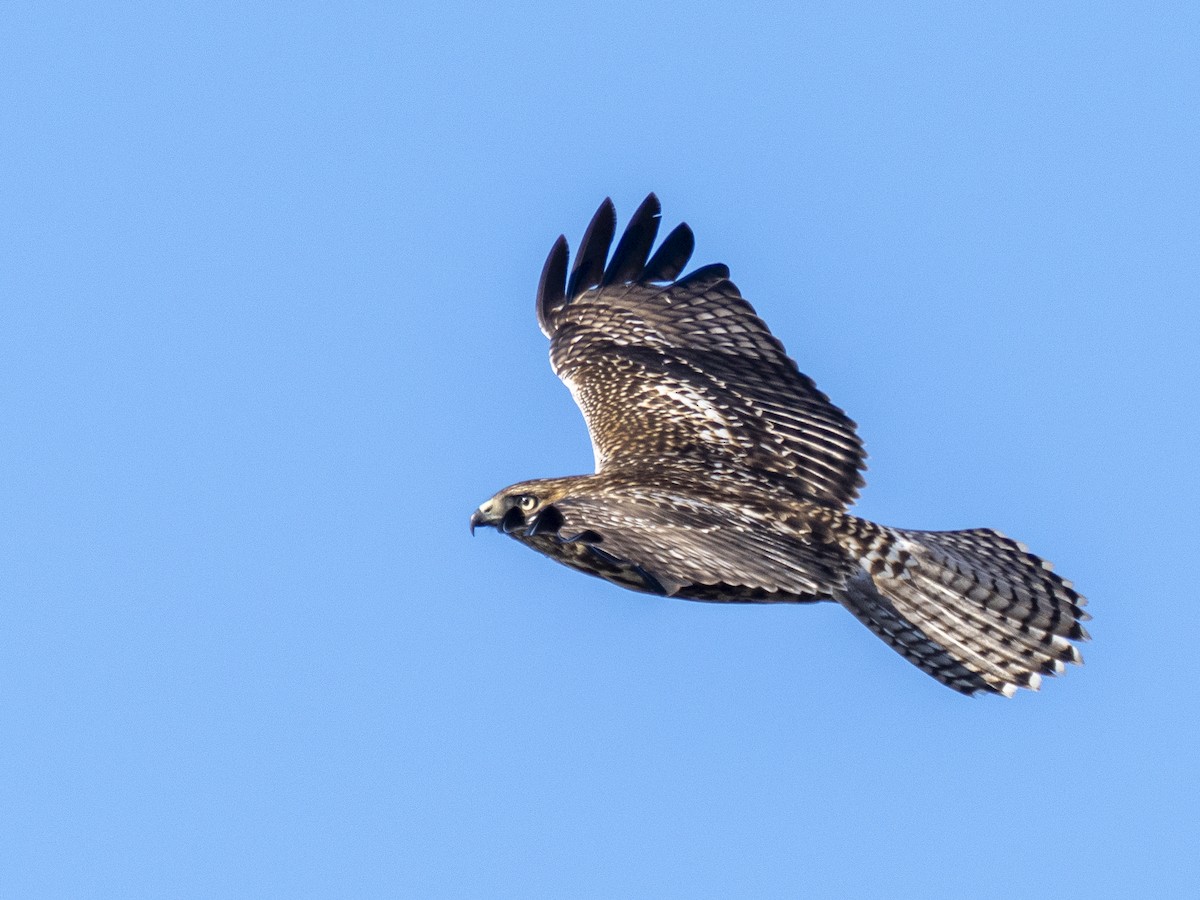 Red-tailed Hawk - ML646480675