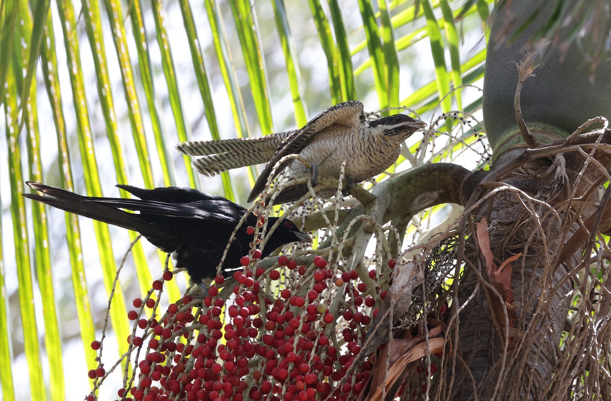 オーストラリアオニカッコウ - ML646480676