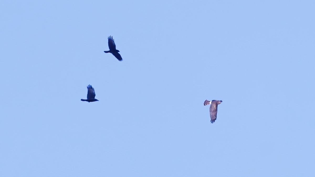 Northern Harrier - ML646480680