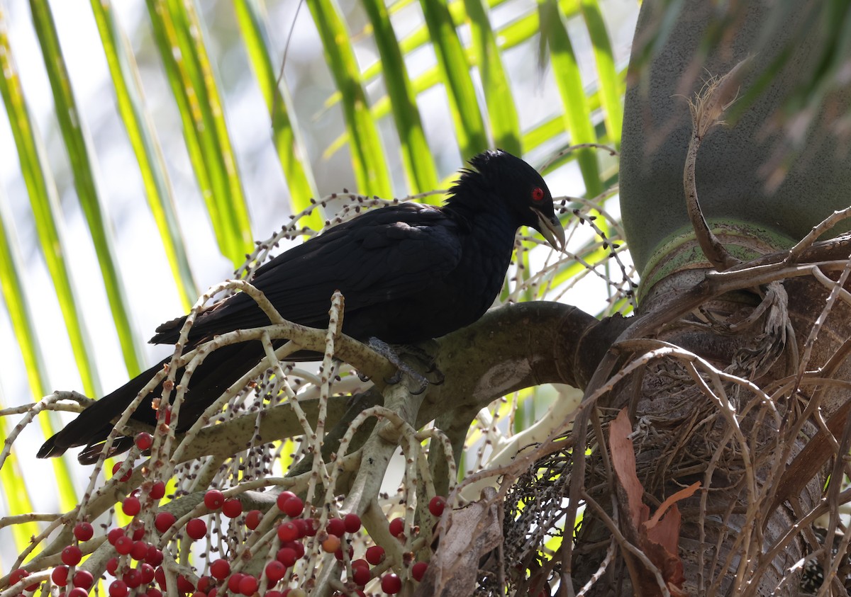 オーストラリアオニカッコウ - ML646480681