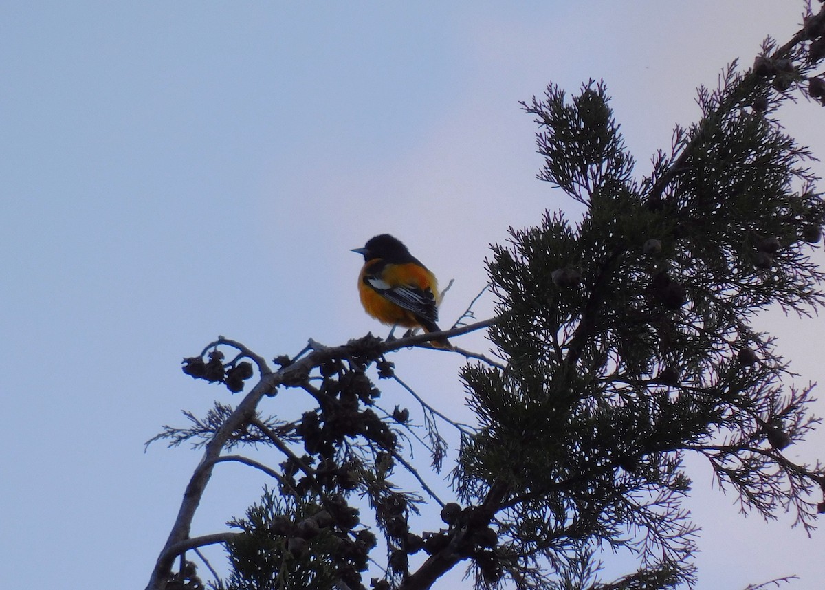 ボルチモアムクドリモドキ - ML646480682