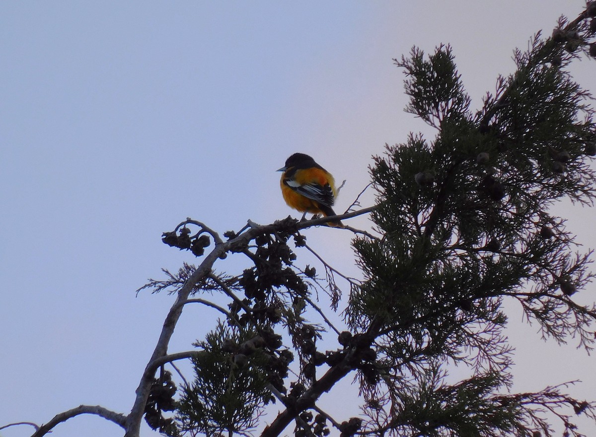 ボルチモアムクドリモドキ - ML646480683