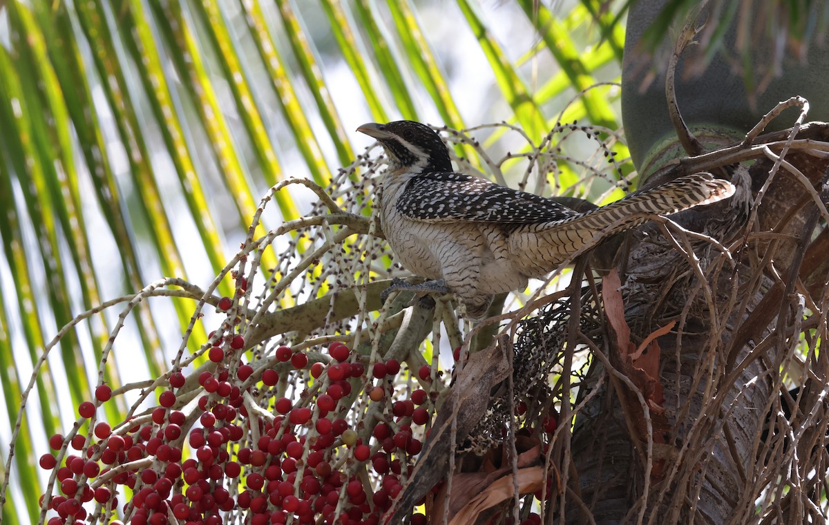 オーストラリアオニカッコウ - ML646480686