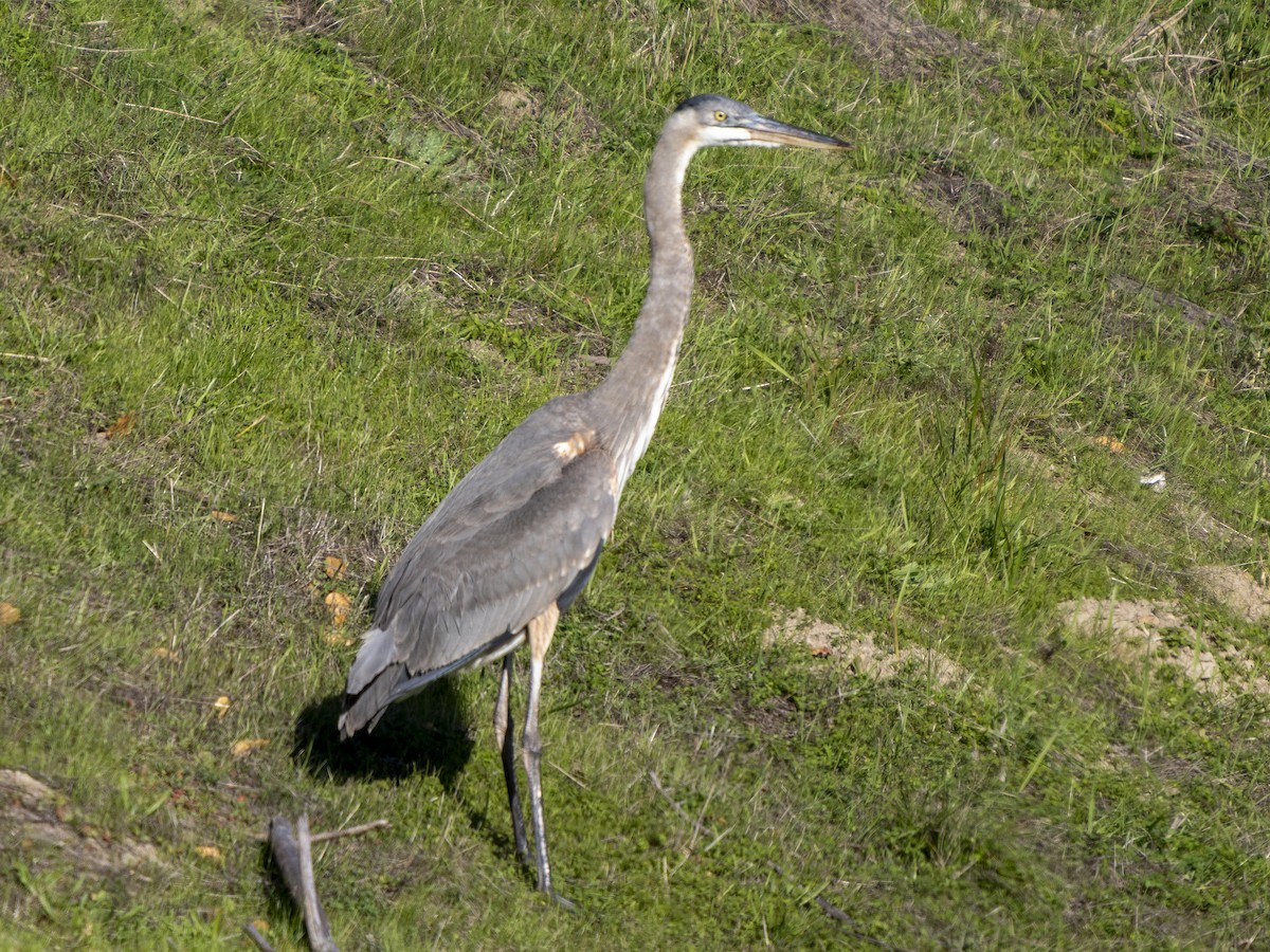 オオアオサギ - ML646480687