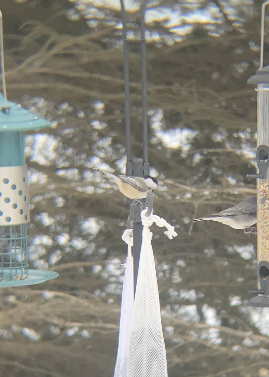 アメリカコガラ - ML646480688