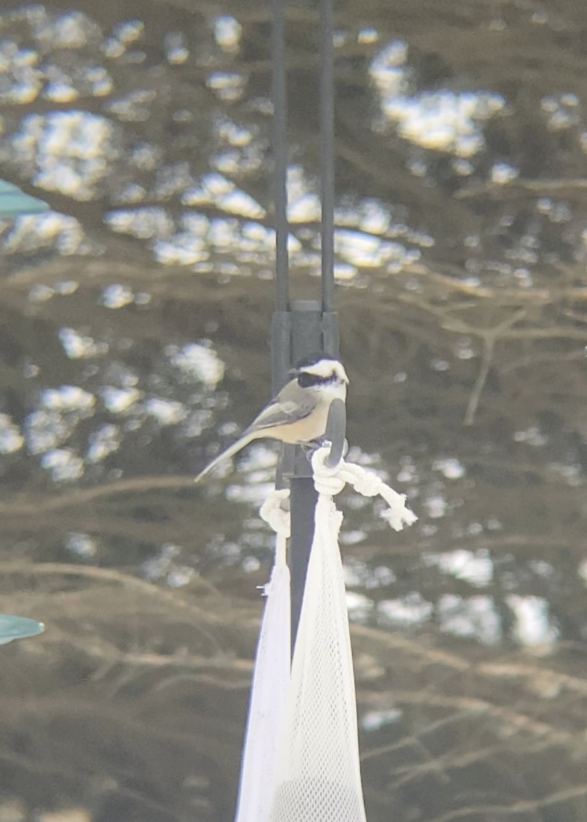 アメリカコガラ - ML646480689