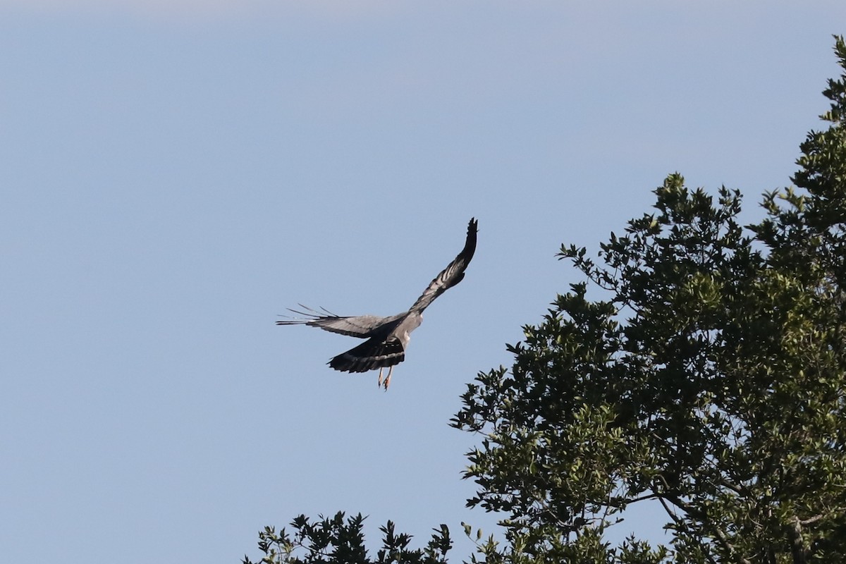 チュウヒダカ - ML646480690