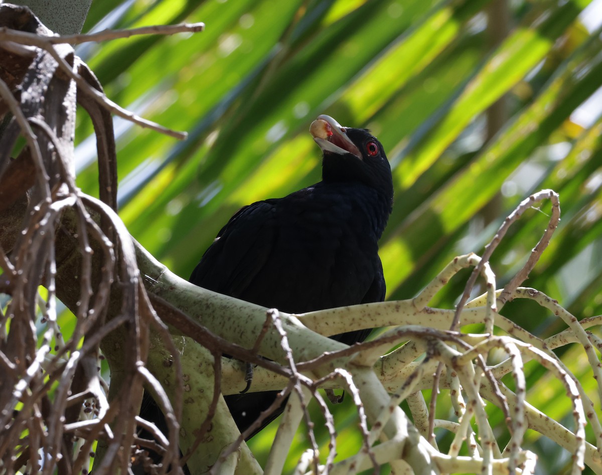 オーストラリアオニカッコウ - ML646480691