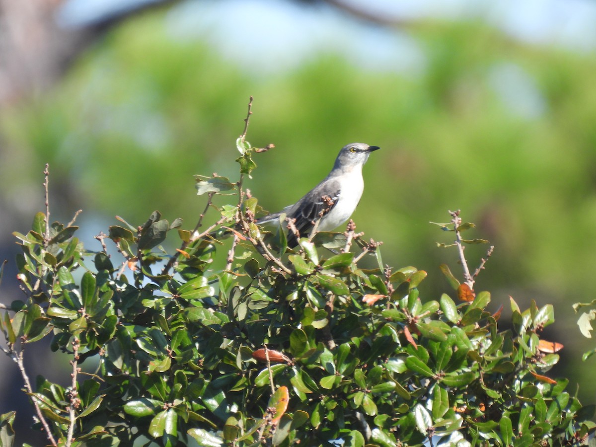 マネシツグミ - ML646480692