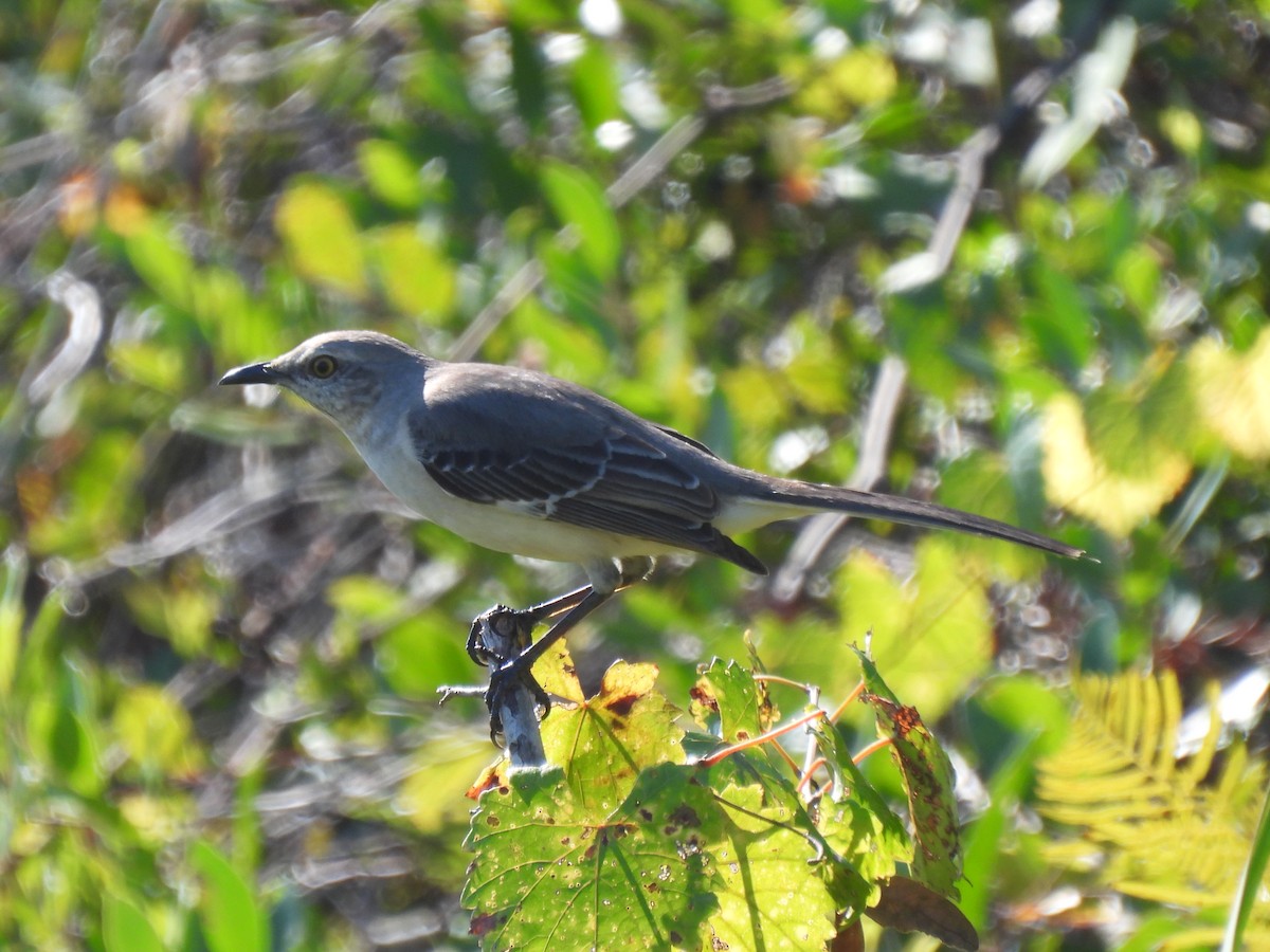 マネシツグミ - ML646480693