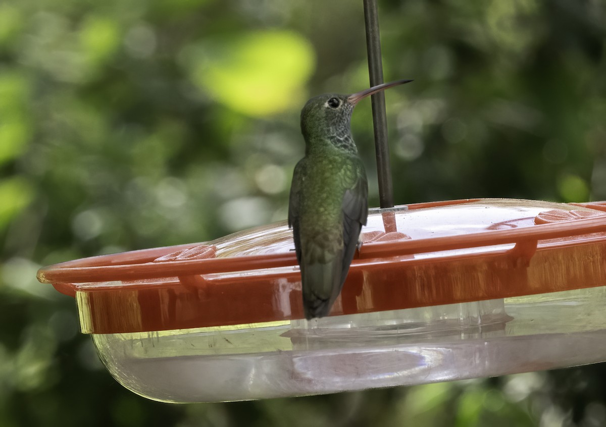 アカハシエメラルドハチドリ - ML646480694