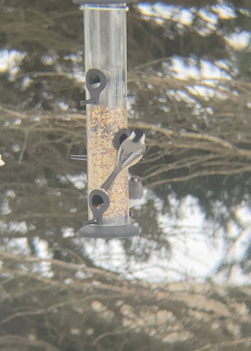 ユキヒメドリ - ML646480695