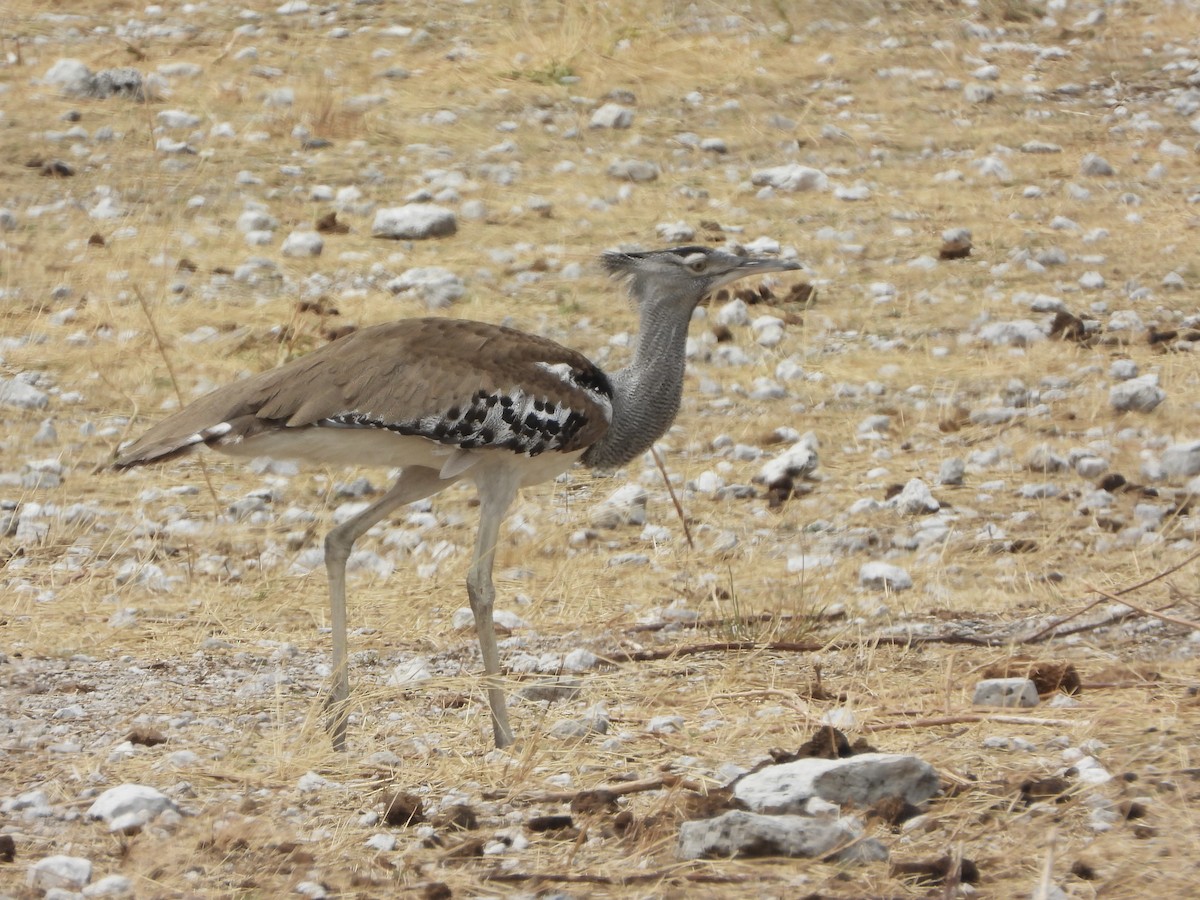 アフリカオオノガン - ML646480696